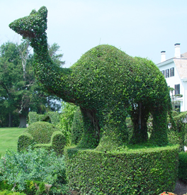 Camel shaped plant