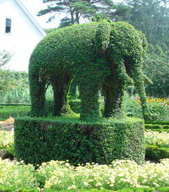 Green animal's Elephant shaped plant