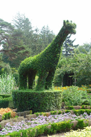 Giraffe plant sculpture